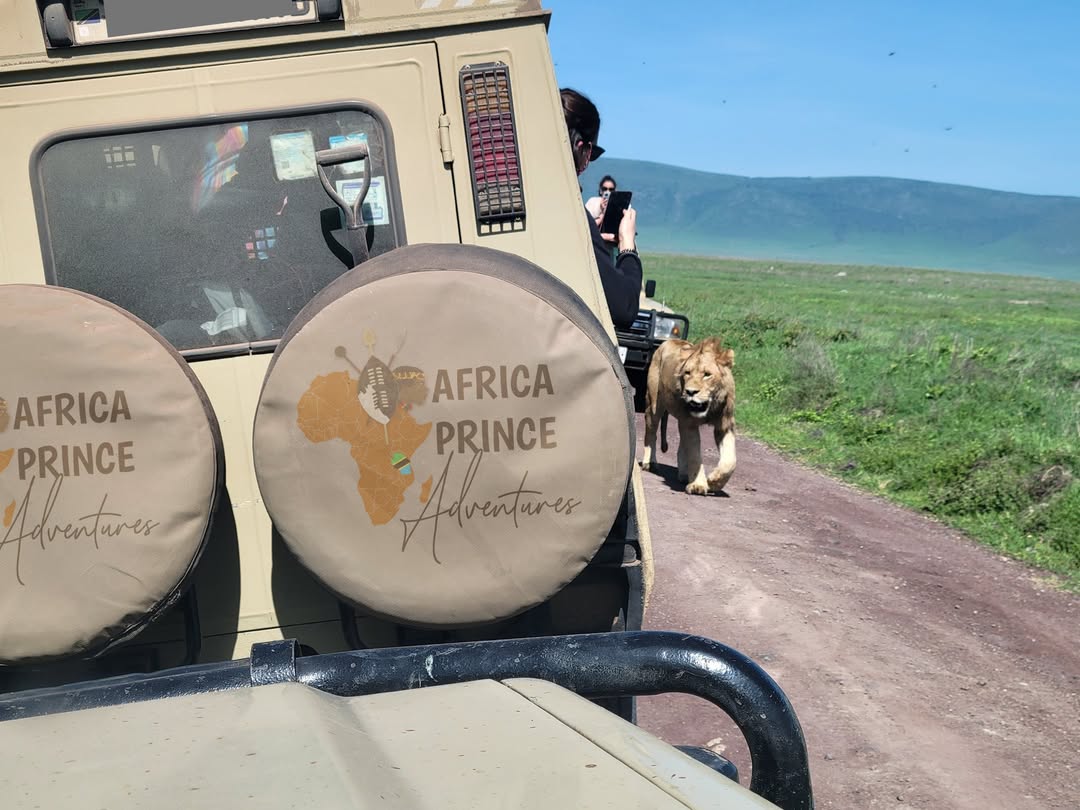 Africa Prince Adventures safari vehicle with lion