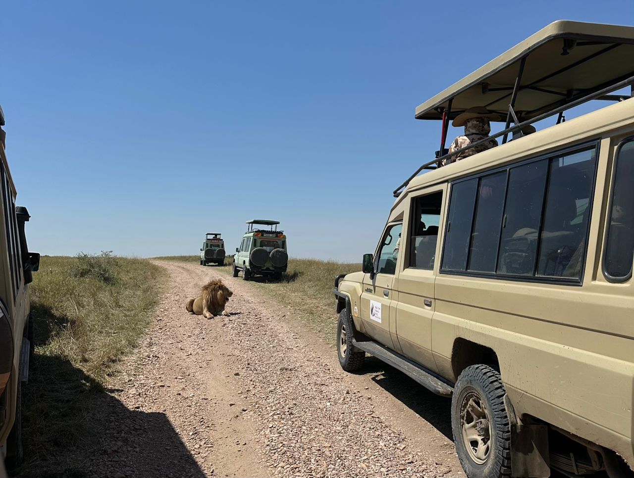 Safari vehicles on African plains with lion in distance