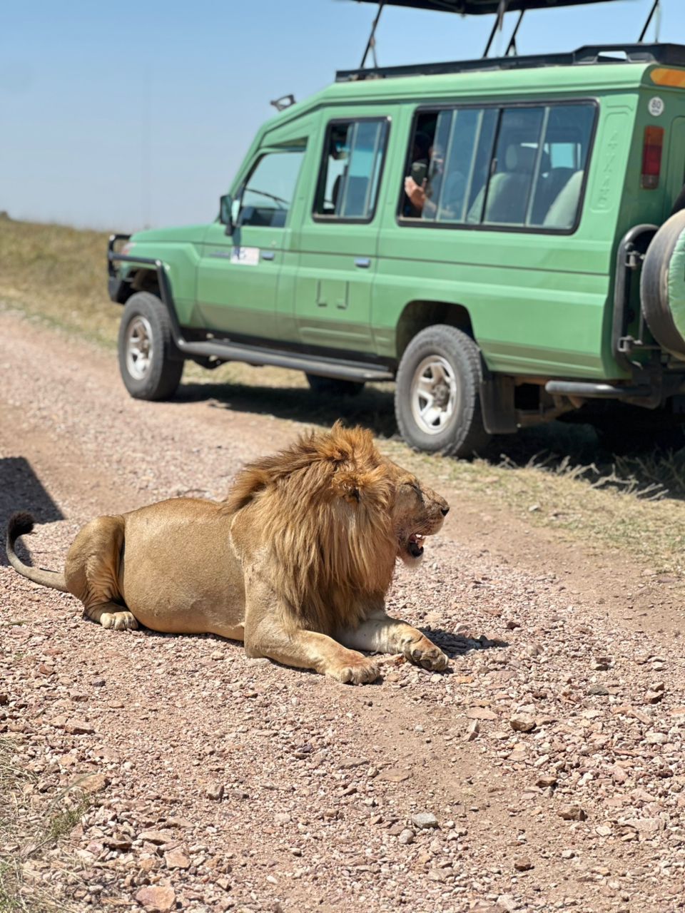 Lion resting beside green safari vehicle in Tanzania