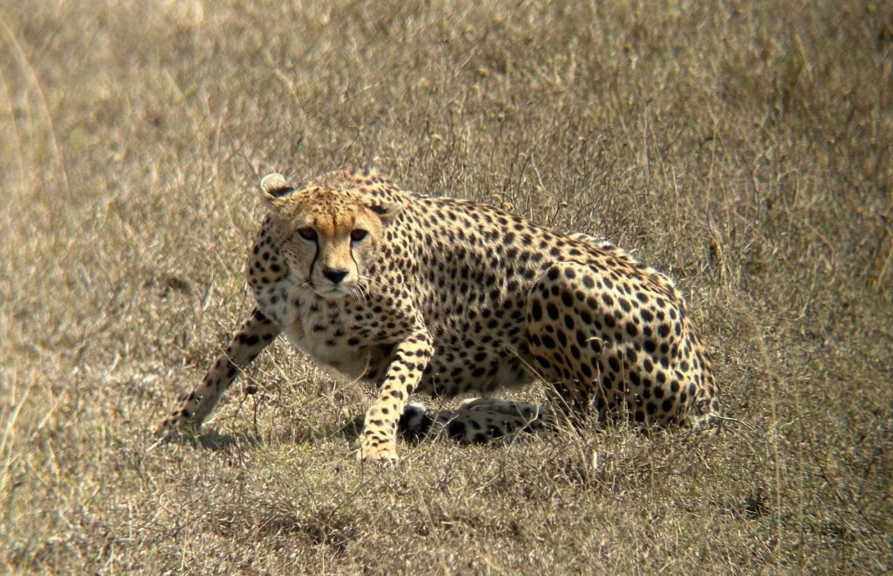 Cheetah walking through African savanna landscape