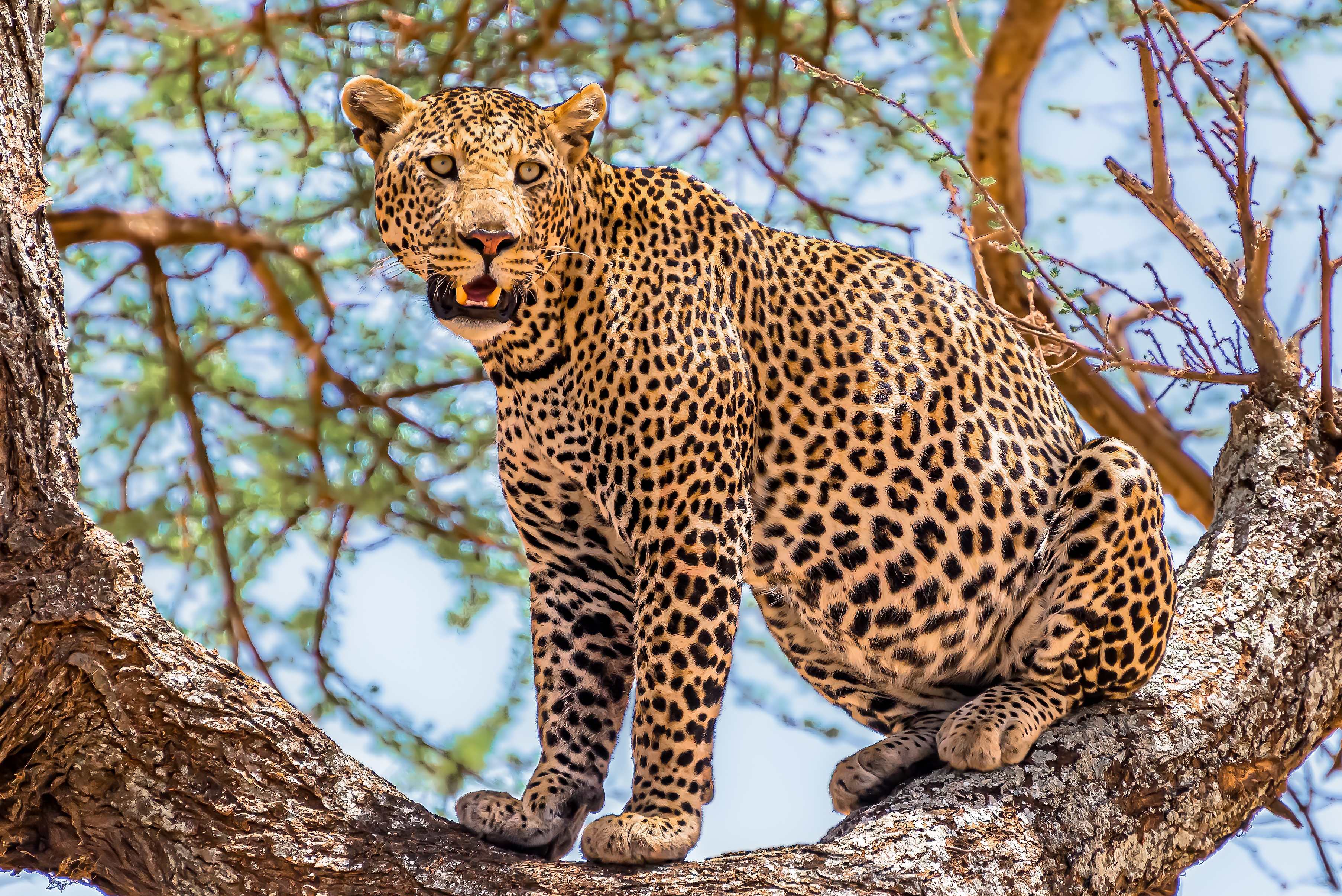 African leopard sitting in tree looking around jungle