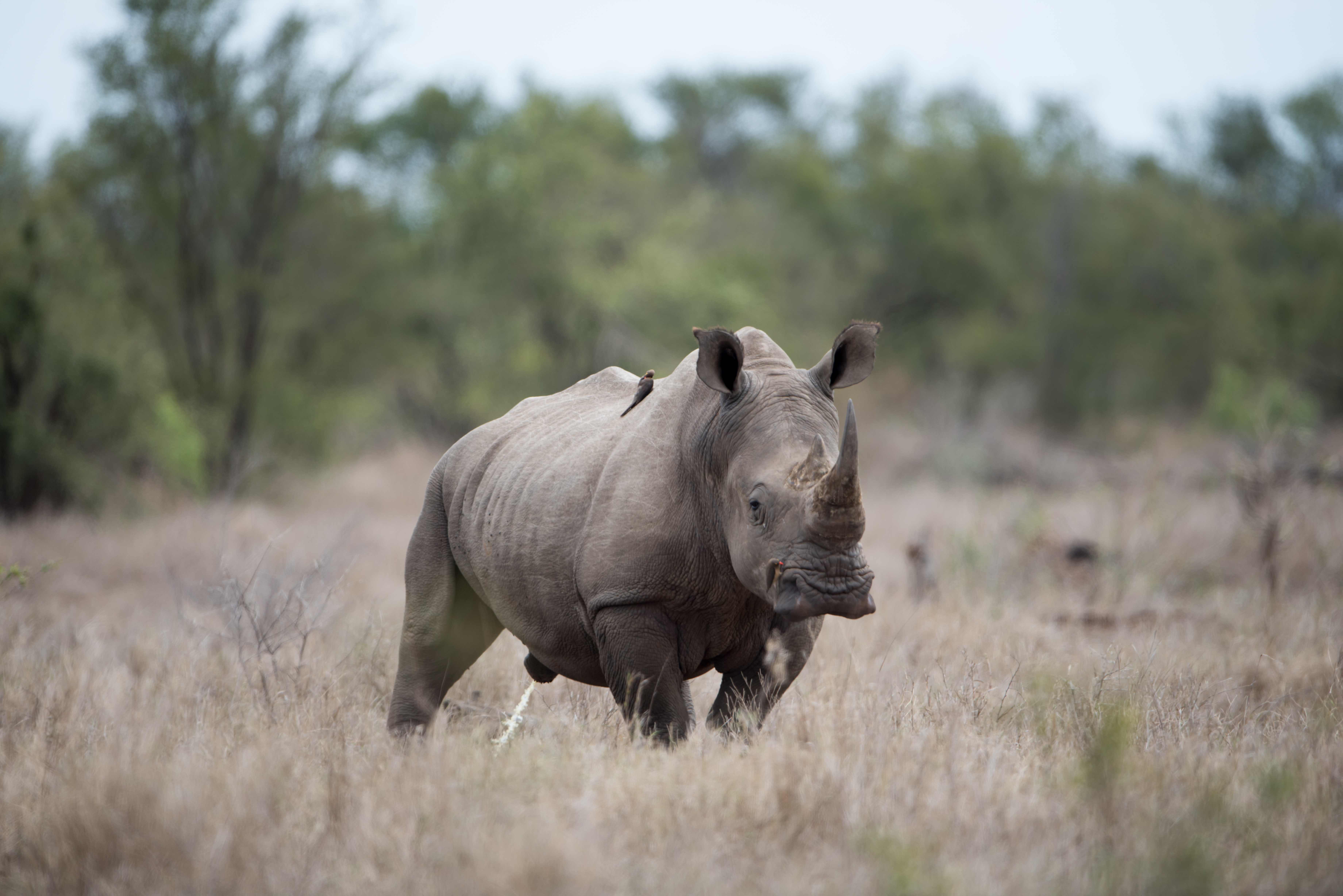 Beautiful shot of huge rhinoceros with blurred background