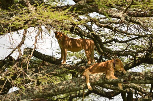 Lake Manyara National Park
