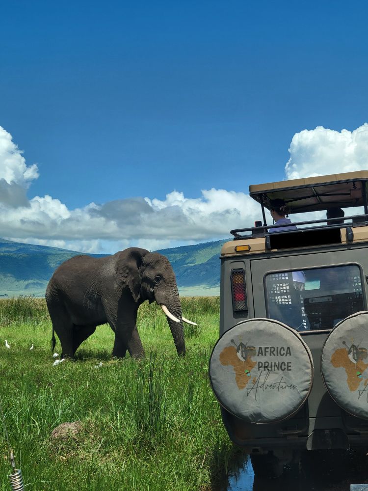 Private Safari