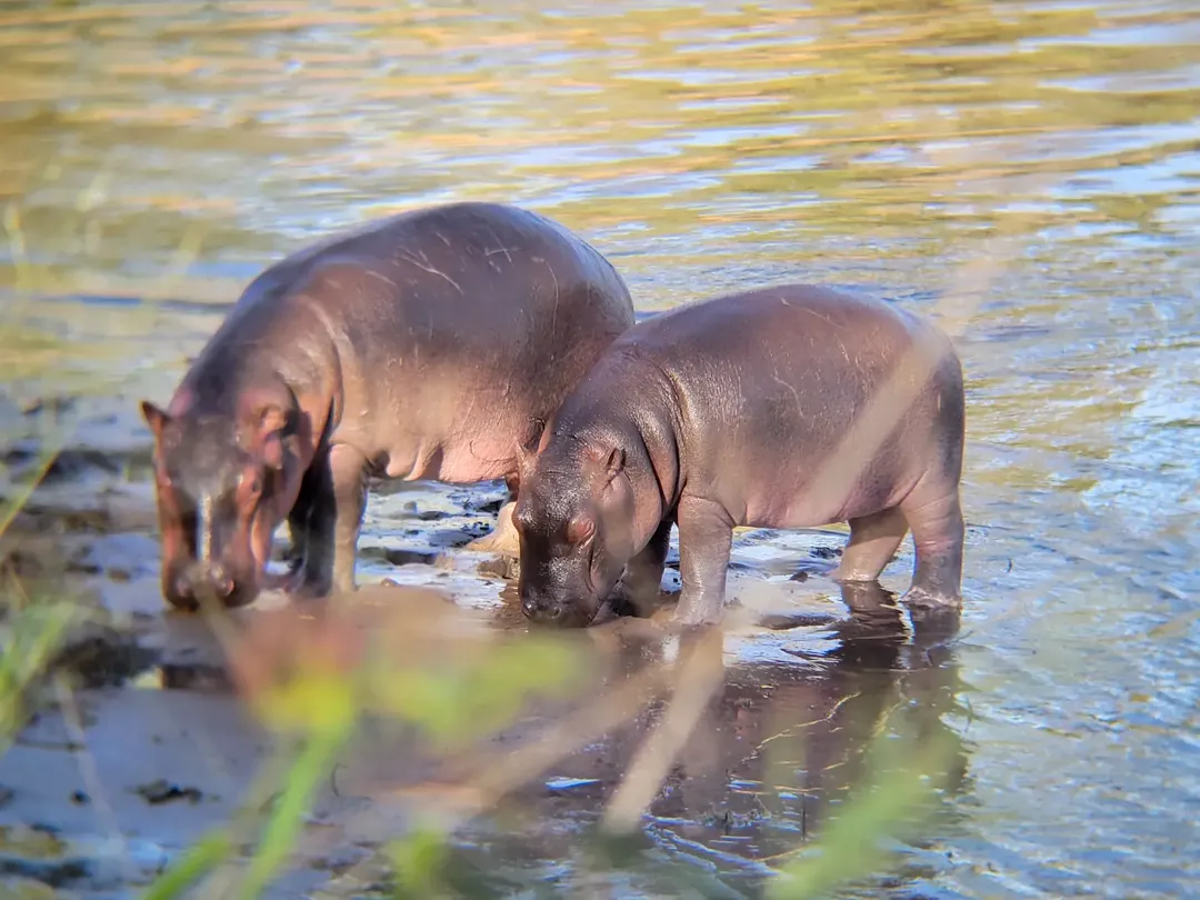 Ruaha National Park