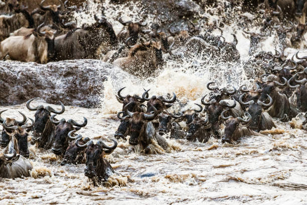 Serengeti Wildebeest Migration